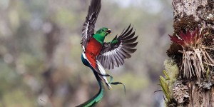 Resplendent delivery © Tyohar Kastiel - Wildlife Photographer of the Year