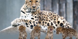 Leopardo 