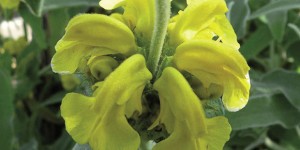 Salvione Giallo
