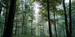 Lo stato delle foreste in Lombardia