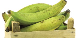 Il platano