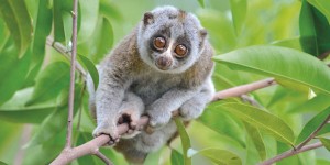 Lemuri