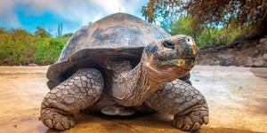 La testuggine più longeva del mondo salvata da un Casanova