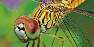 Libellule, piccoli e aggraziati predatori d'acqua