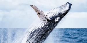 Balena grigia 