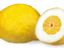 Il cedro