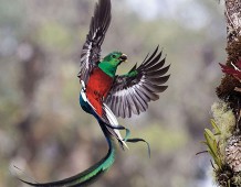 Resplendent delivery © Tyohar Kastiel - Wildlife Photographer of the Year