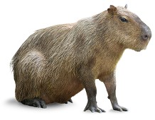 Capibara 