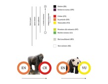 Panda fuori pericolo. Grandi scimmie a rischio estinzione