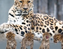 Leopardo 