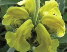 Salvione Giallo
