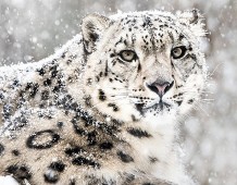 leopardo delle nevi