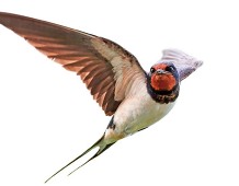 Swallows