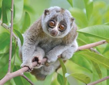 Lemuri