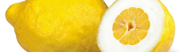 Il cedro