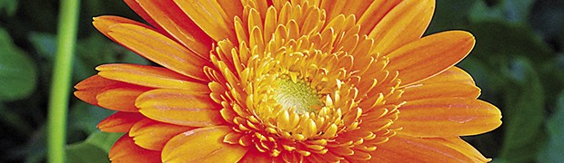 Calendula