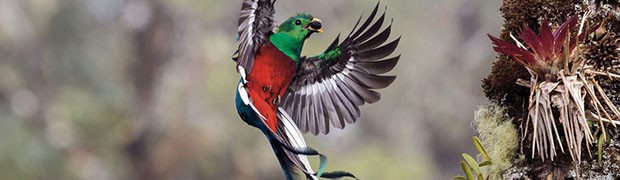 Resplendent delivery © Tyohar Kastiel - Wildlife Photographer of the Year