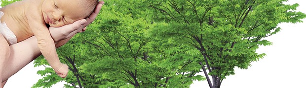 Giornata degli alberi. Un bosco in più per Cremona