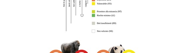 Panda fuori pericolo. Grandi scimmie a rischio estinzione