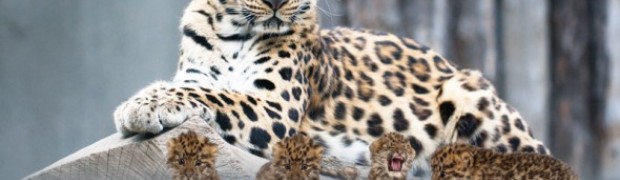 Leopardo 
