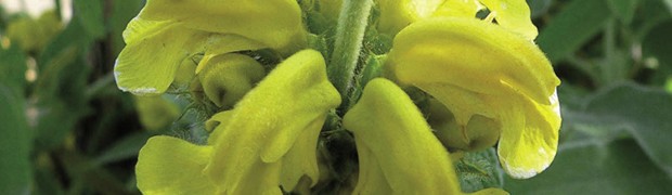 Salvione Giallo