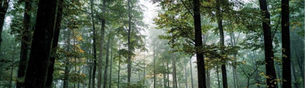 Lo stato delle foreste in Lombardia