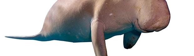Il dugongo, la "mucca dei mari"