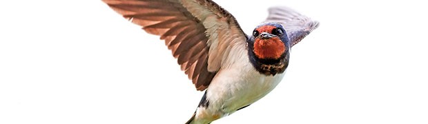 Swallows