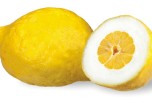 Il cedro