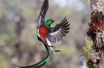 Resplendent delivery © Tyohar Kastiel - Wildlife Photographer of the Year