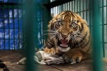 Saved but caged © Steve Winter - Wildlife Photographer of the Year
