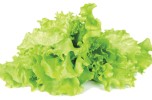 Scarola