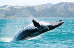 La balenottera azzurra, l’animale più grande al mondo a un passo dell’estinzione