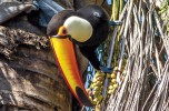 Tucano 