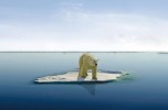 Orso polare