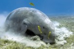 Il dugongo, la "mucca dei mari"