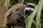 A tamarin with an imperial mustache