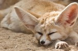 Fennec: a small fox with large ears which lives in North Africa