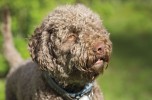 Un mondo... da cani!