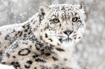leopardo delle nevi