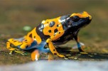 Rana freccia