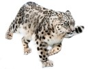 leopardo delle nevi