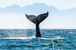 La balenottera azzurra, l’animale più grande al mondo a un passo dell’estinzione