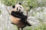 Panda gigante 