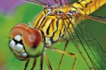Libellule, piccoli e aggraziati predatori d'acqua