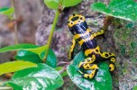 The golden poison frog