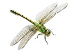 Libellula
