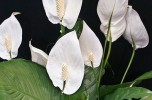 spathiphyllum
