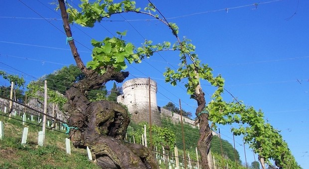Brescia: il territorio del vino