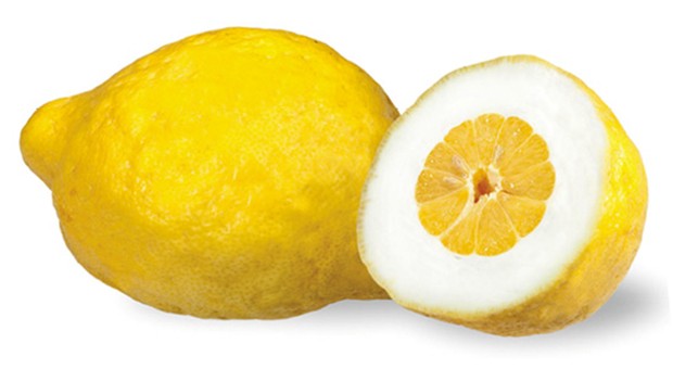 Il cedro